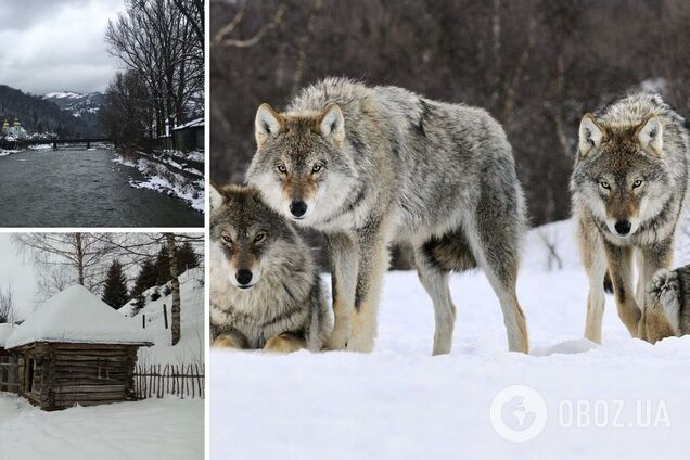 На Закарпатье возле жилых домов заметили волка. Фото