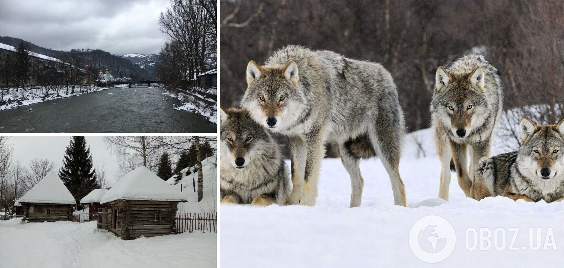 На Закарпатье возле жилых домов заметили волка. Фото