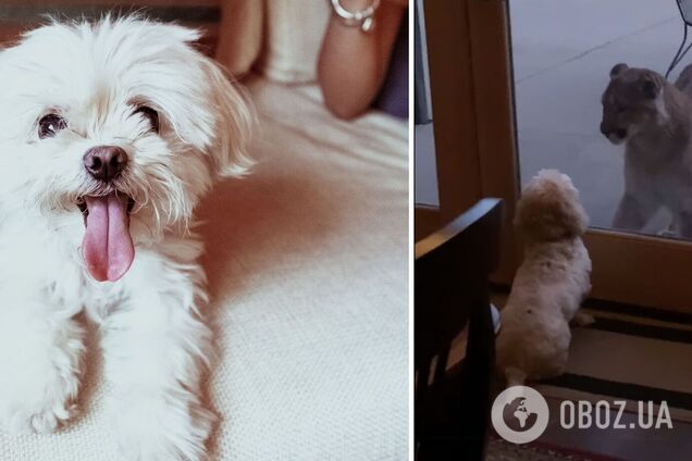 Реакція собачки на лева