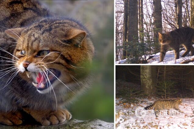 В Карпатах заметили дикого кота 'тихохода', занесенного в Красную книгу. Фото