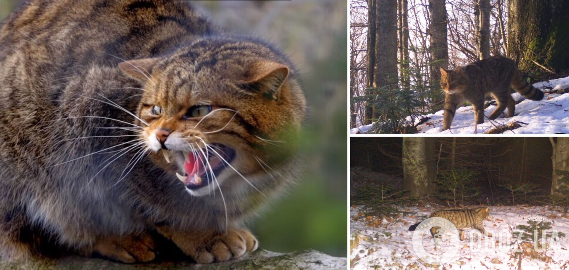 У Карпатах помітили дикого кота 'тихохода', занесеного до Червоної книги. Фото