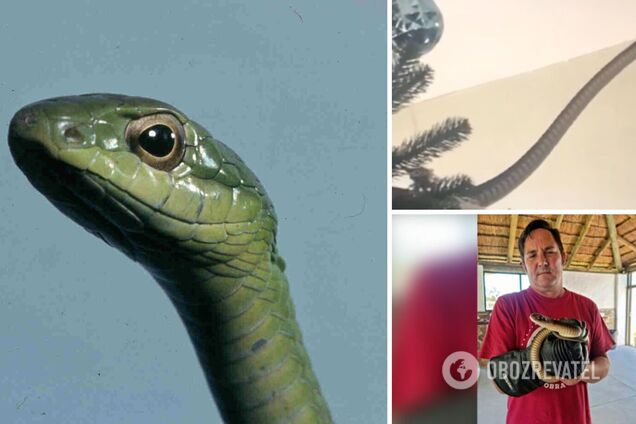 Замість гірлянди – небезпечна змія: британська сім'я виявила на своїй ялинці 'сюрприз'. Фото і відео