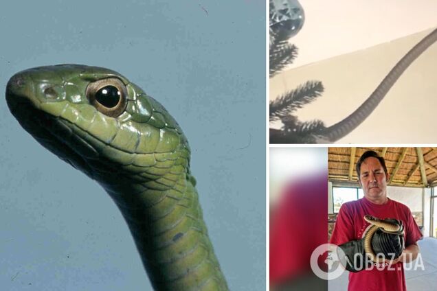 Вместо гирлянды – опасная змея: британская семья обнаружила на своей елке 'сюрприз'. Фото и видео