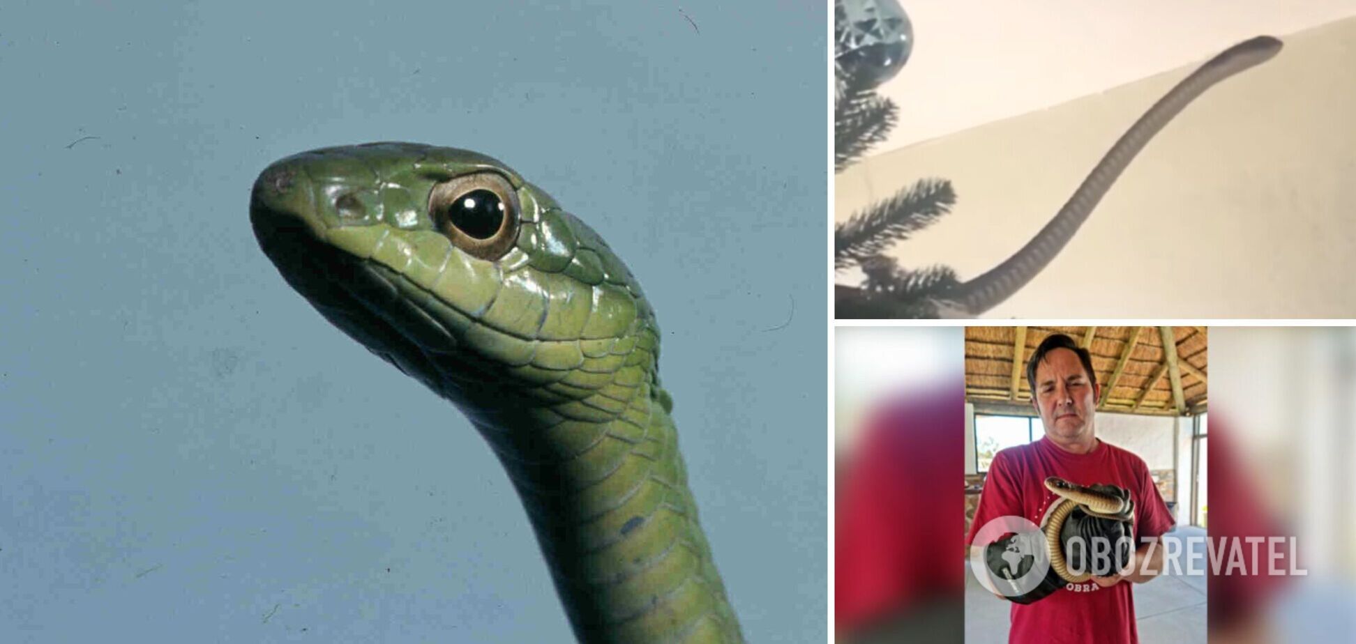 Замість гірлянди – небезпечна змія: британська сім'я виявила на своїй ялинці 'сюрприз'. Фото і відео