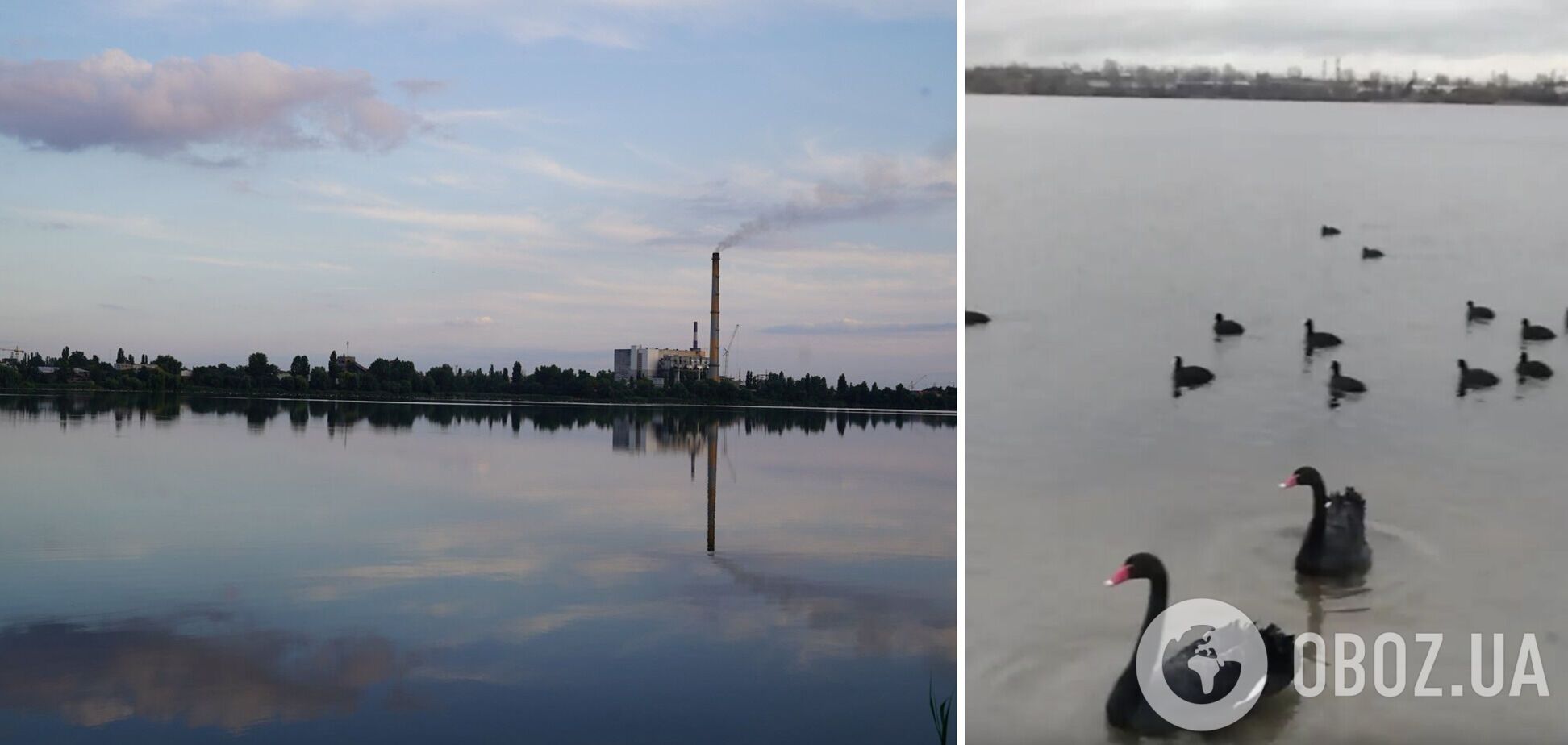 В Киеве на озеро Вырлица, где строят новый ТРЦ, прилетели черные лебеди. Видео