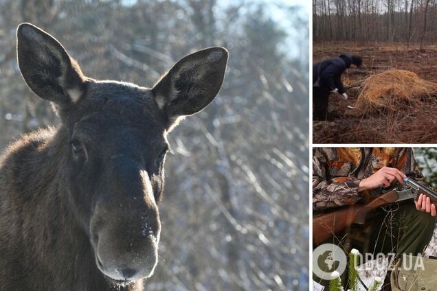 На Житомирщине браконьеры убили беременную самку лося: открыто уголовное производство