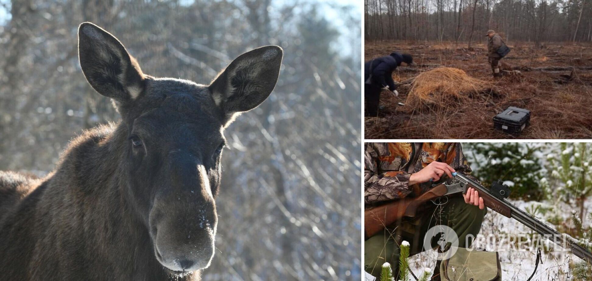 На Житомирщині браконьєри вбили вагітну самку лося: відкрито кримінальне провадження