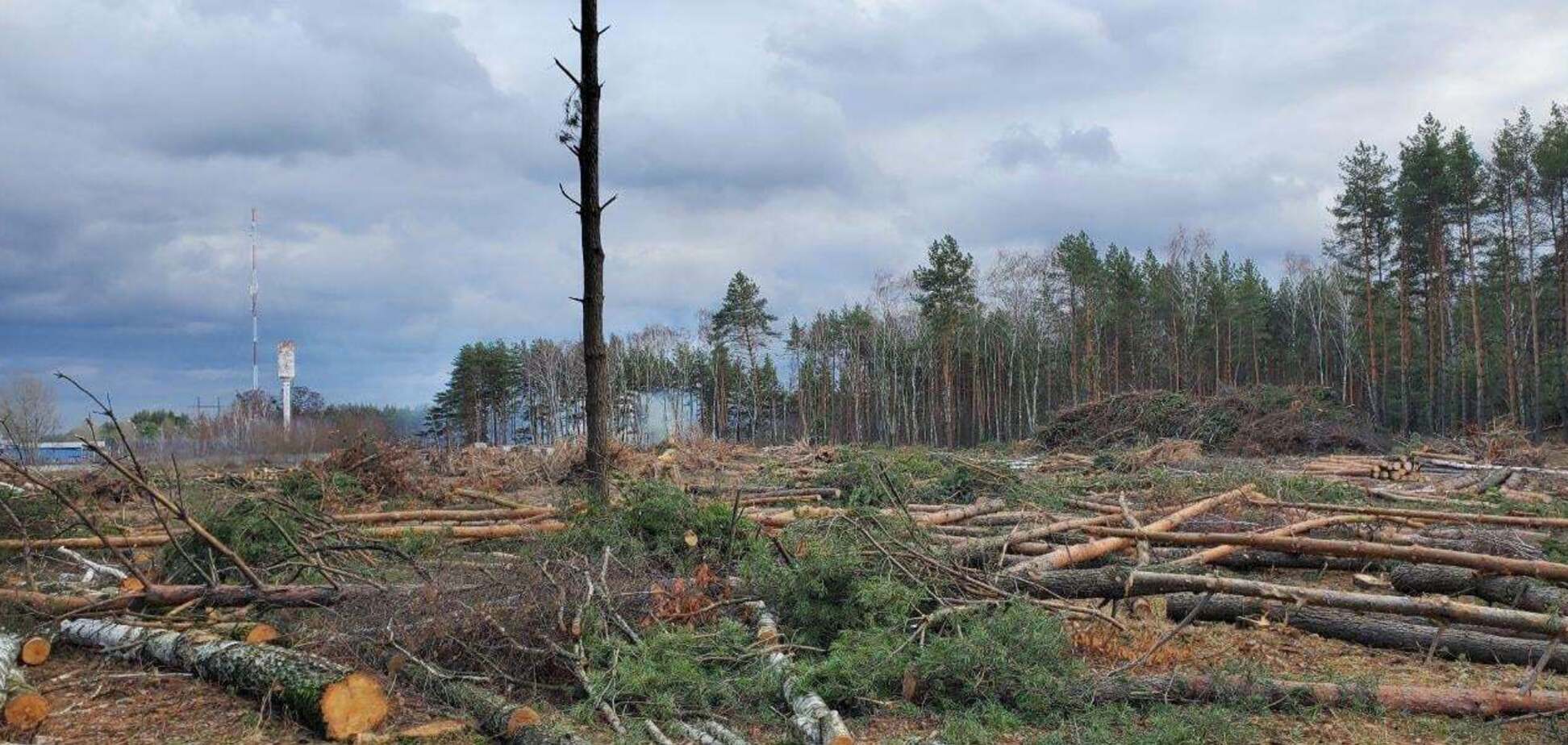 Снятие моратория на экспорт леса повредит экономике Украины, – Кирильчук