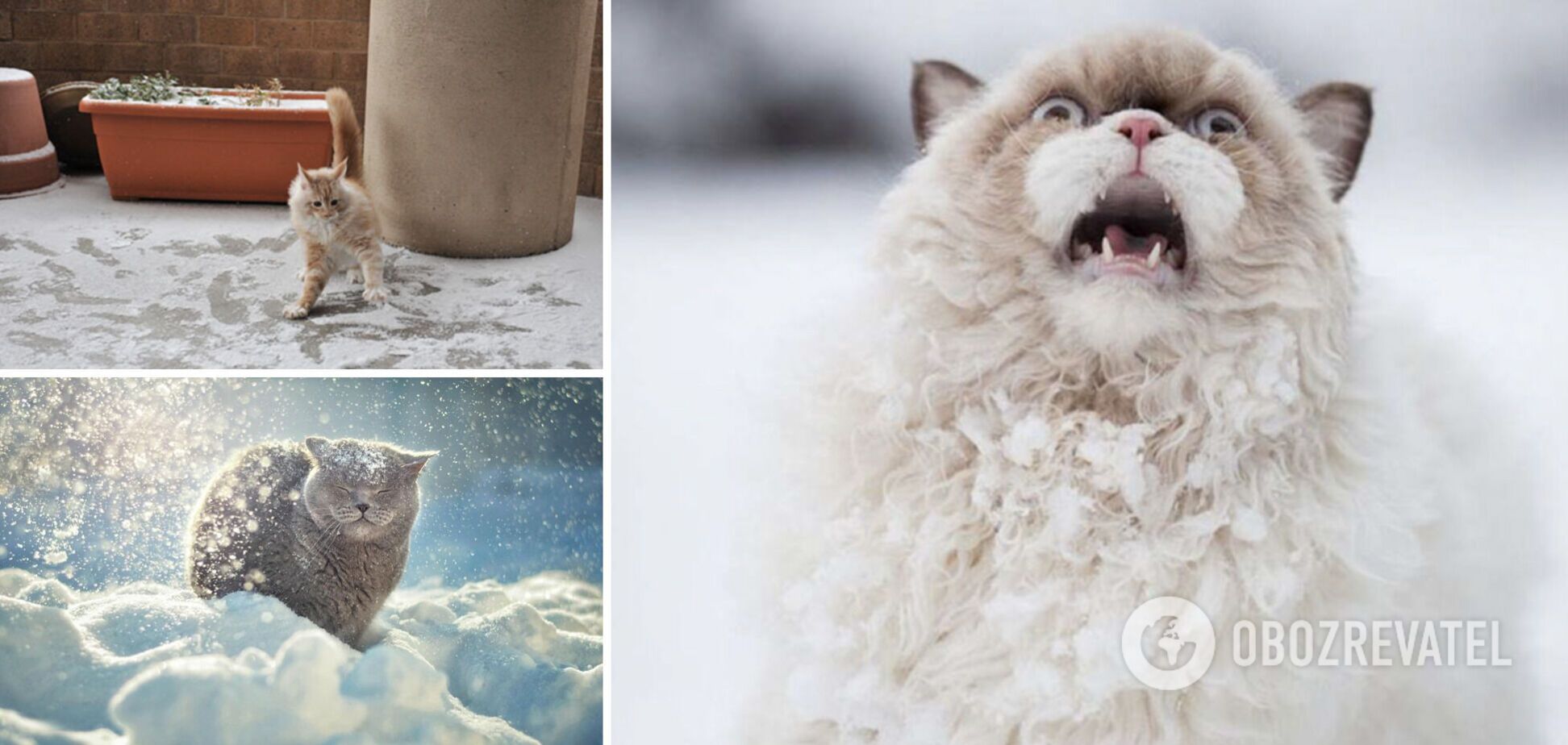 Коти вперше побачили сніг