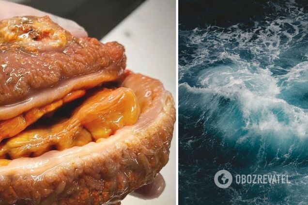 Моряк показал загадочную рыбу и озадачил пользователей сети: похожа на 'чизбургер с зубами'. Фото