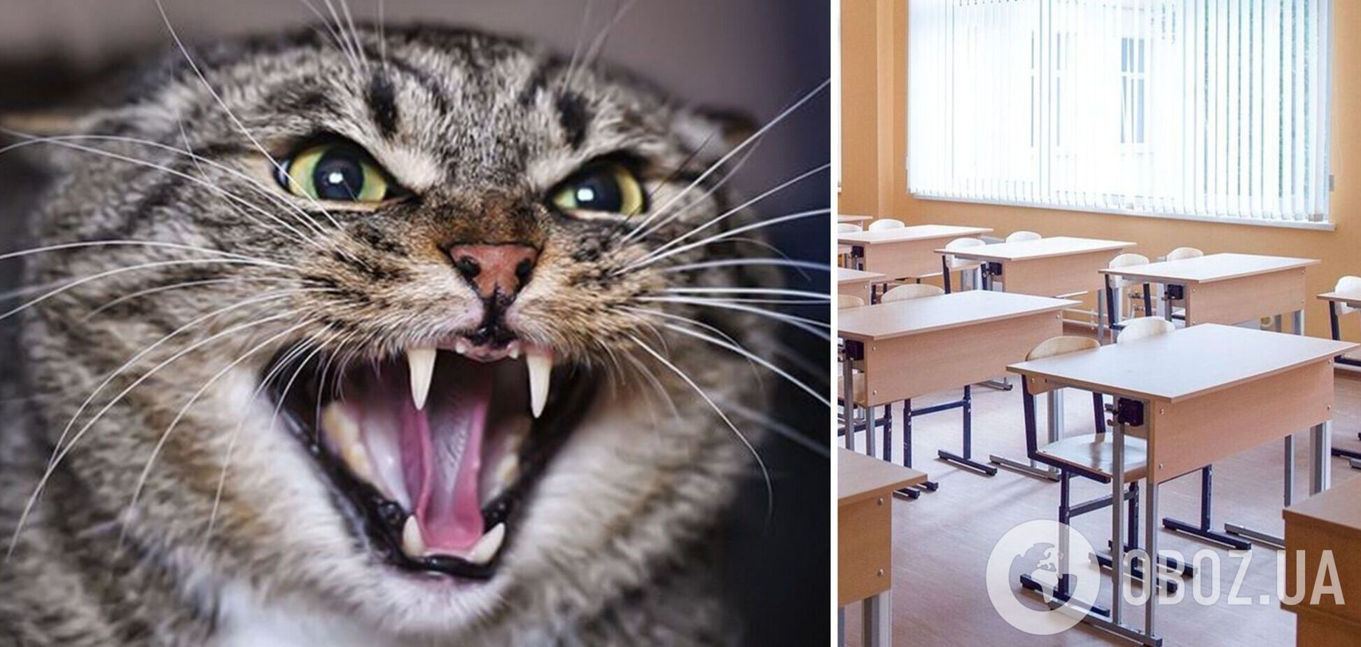Из-за больного бешенством кота в Лановцах закрыли школу и садик