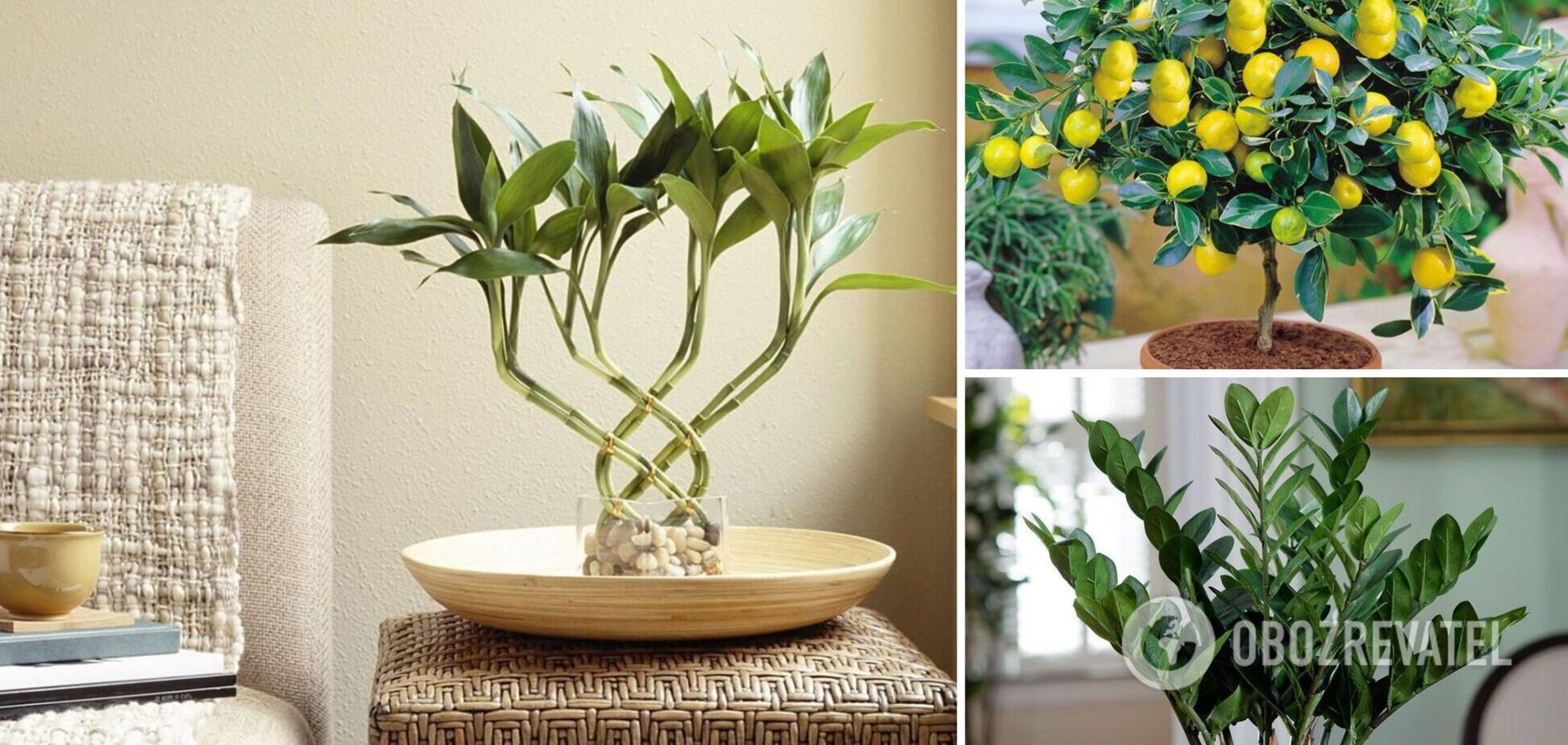 5 кімнатних рослин, які притягують до будинку гроші та удачу