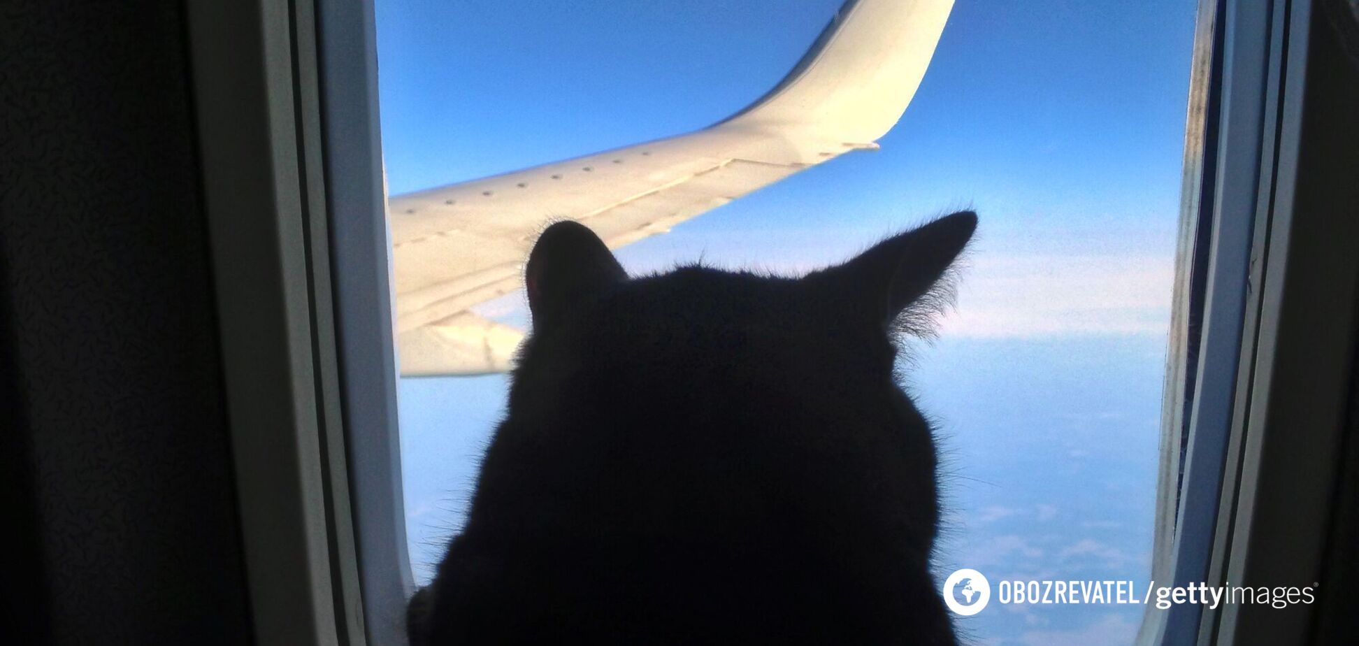 Відео з жінкою, яка годувала грудьми кота в літаку, наробило галасу, але виявилося постановкою