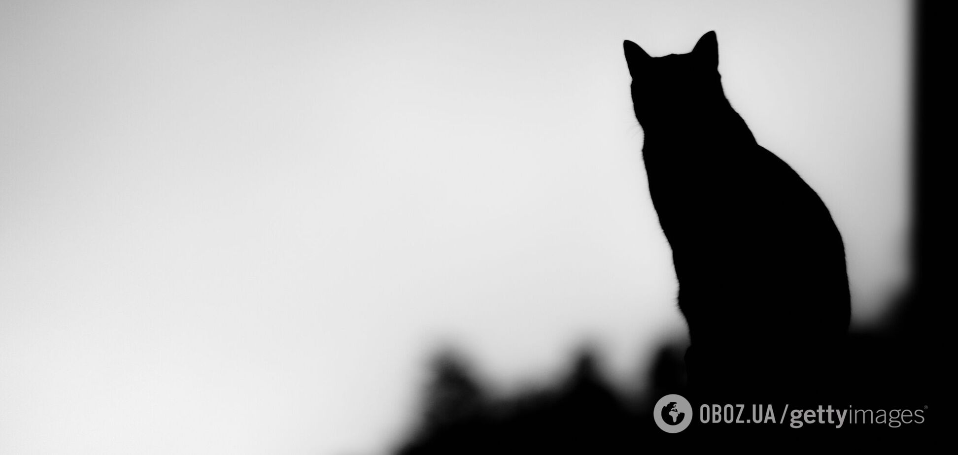 Кот держит в ужасе целый район в Новой Зеландии: носит наркотики и ворует все, что видит. Фото 'террориста'