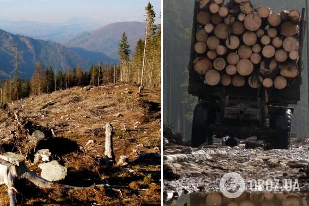 Незаконный и сверхприбыльный 'бизнес' – биолог рассказал, как в Украине вырубают леса