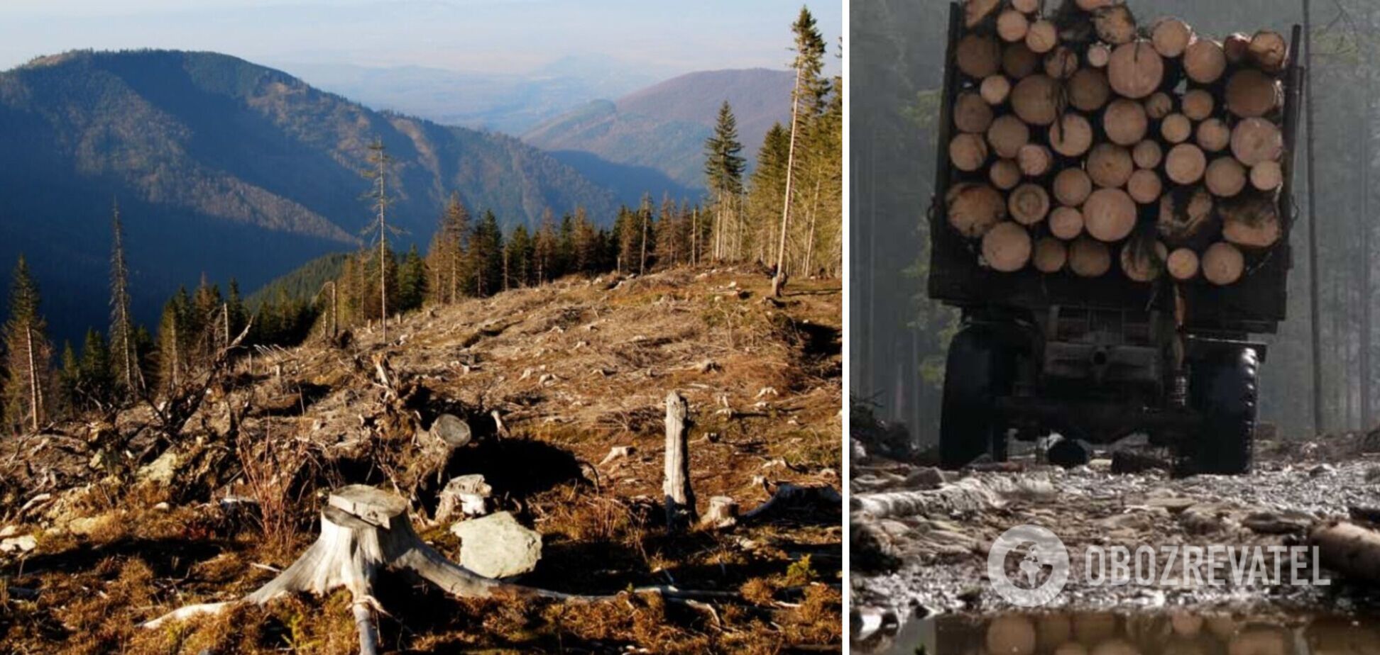 Незаконный и сверхприбыльный 'бизнес' – биолог рассказал, как в Украине вырубают леса