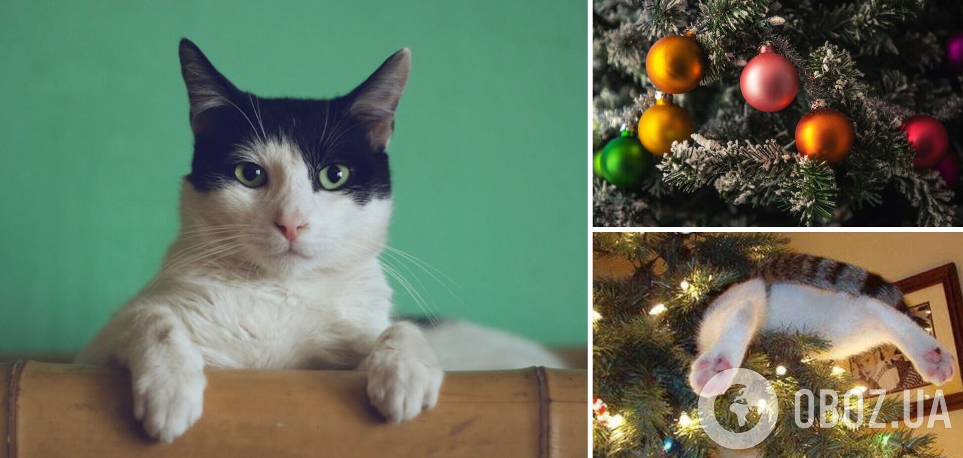 Як врятувати новорічну ялинку від кота: вчені розкритикували лайфхак з TikTok