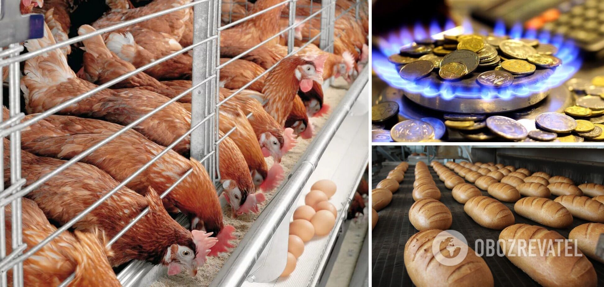 Птицефабрики, молокозаводы и пекарни в Украине могут закрыться в 2022 году