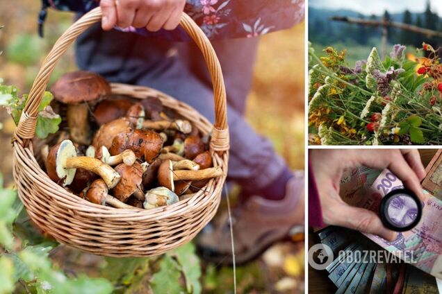 Гриби та трави у звичайному лісі збирати все ще можна