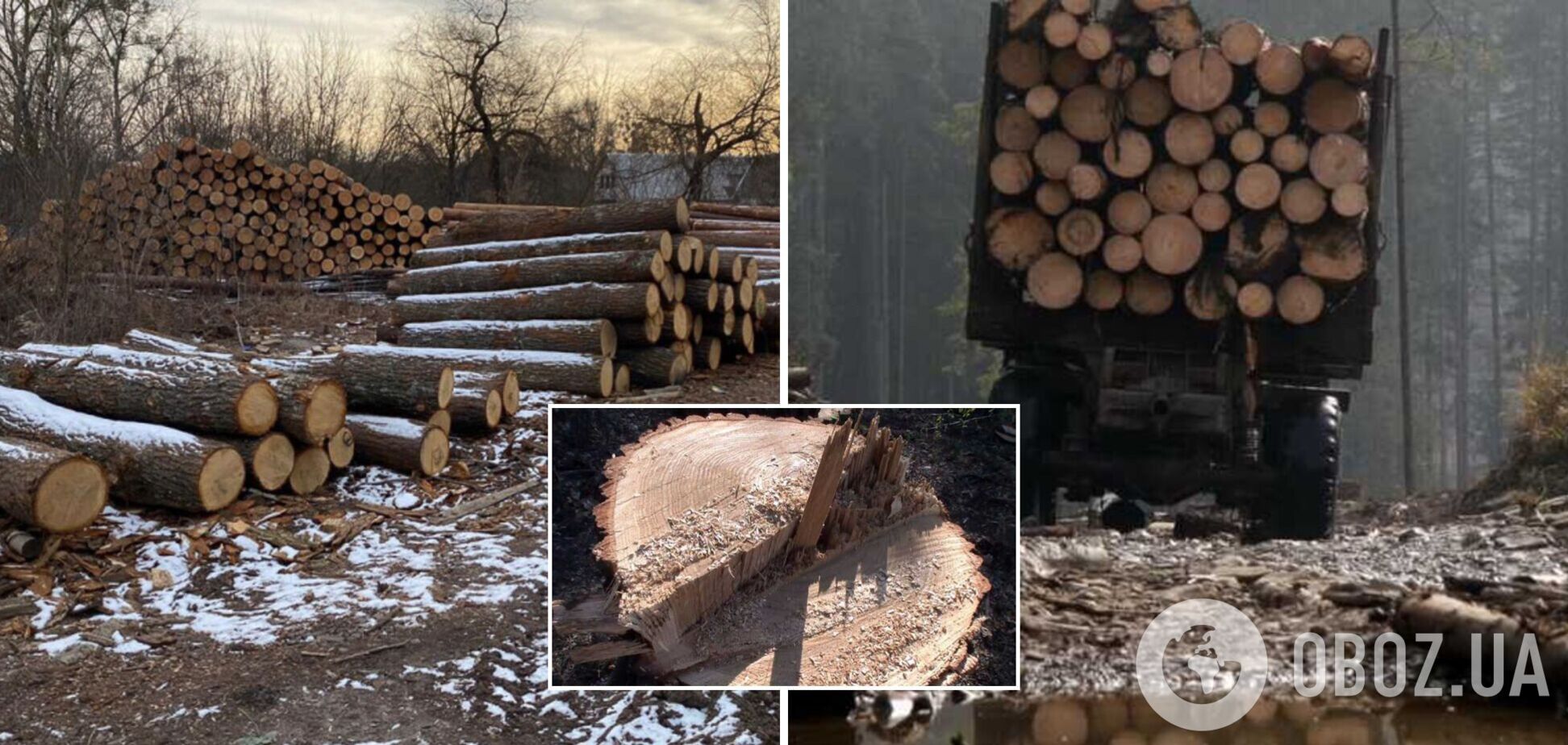 Незаконная вырубка лесов и экотерроризм остаются острой проблемой в Украине