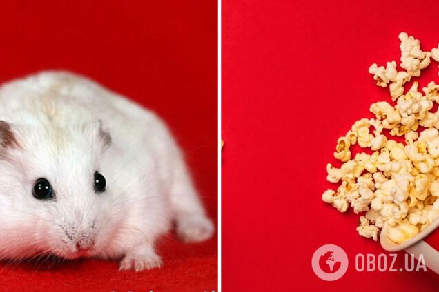 Подросток нашел хомяка в ведре с попкорном во время просмотра 'Человека-паука'