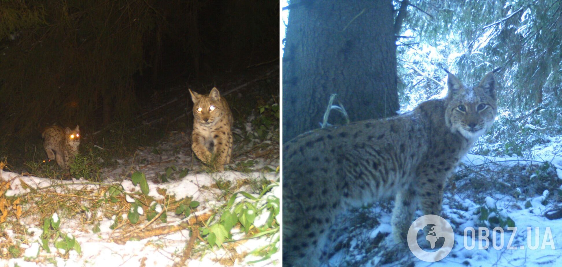 В Карпатах фотоловушки зафиксировали редкого зверя с детенышами: семейство увеличилось до 8 особей