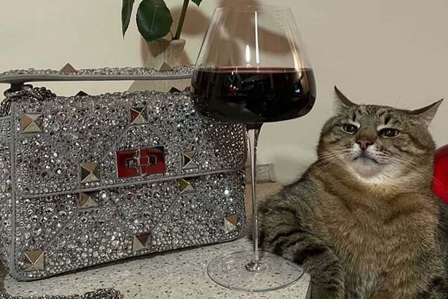 Кот Степан оказался умнее украинских блогеров: время фитоняш уходит в прошлое