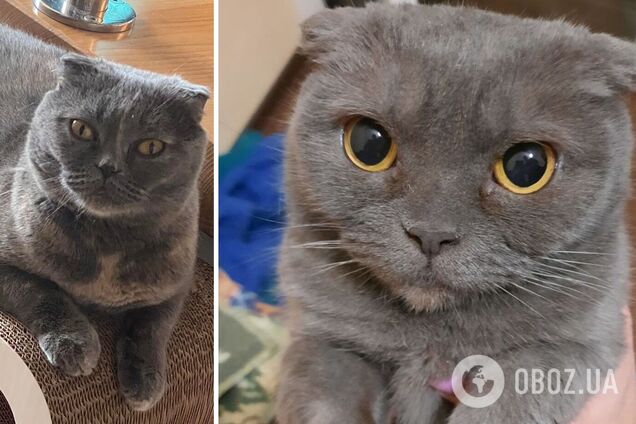 Ти ж моя киця! Чому ми любимо котів, а вони нас?