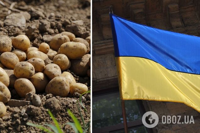 В Україні зібрали великий урожай картоплі, у Росії очікують на дефіцит