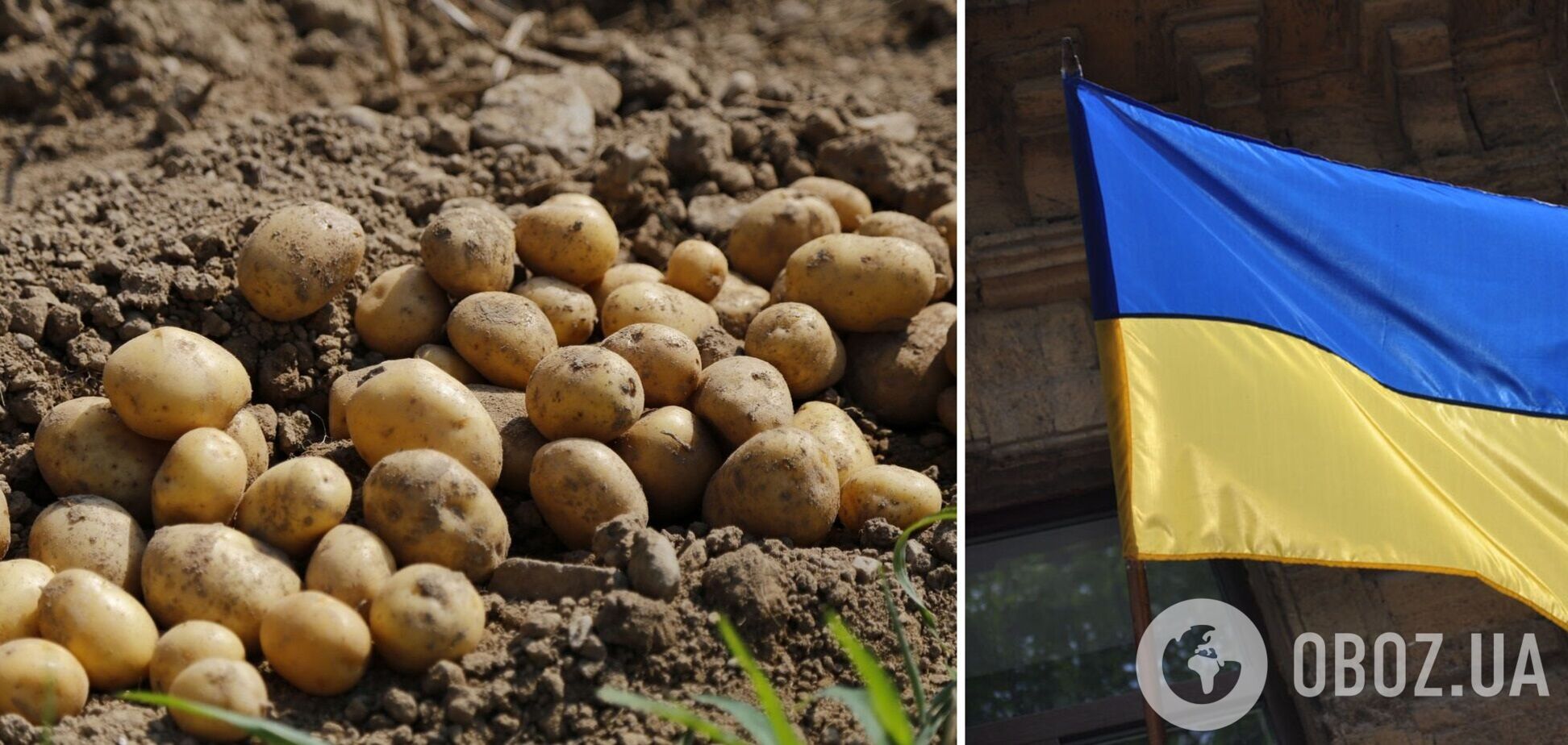 В Украине собрали большой урожай картофеля, в России ожидают дефицит