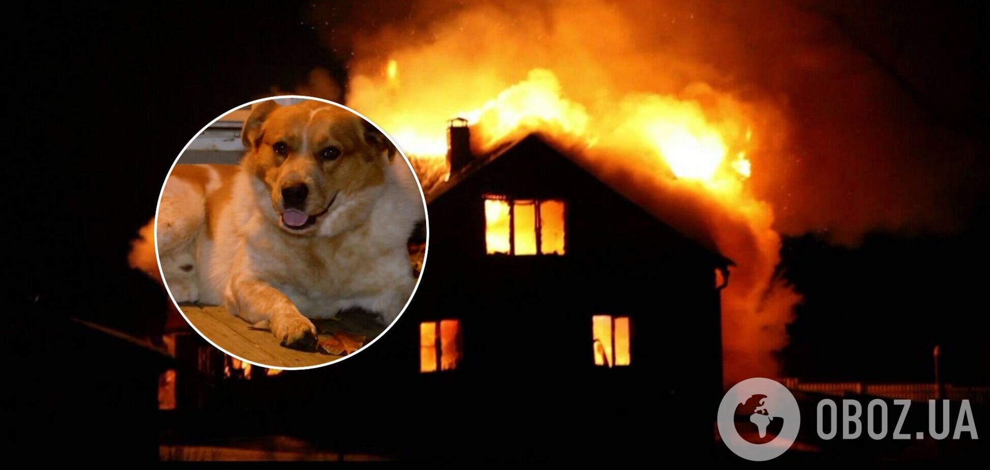 У США пес врятував сім'ю з дітьми від пожежі: про 'героя' розповіли у соцмережах. Фото