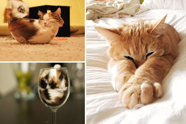 Коты могут спать целый день