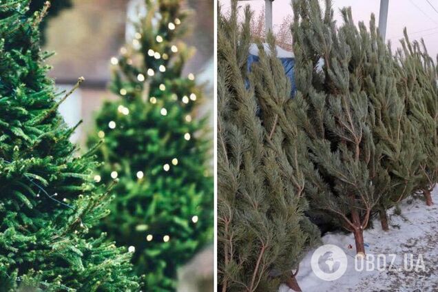 В Киеве 15 декабря начнут официально продавать живые ели