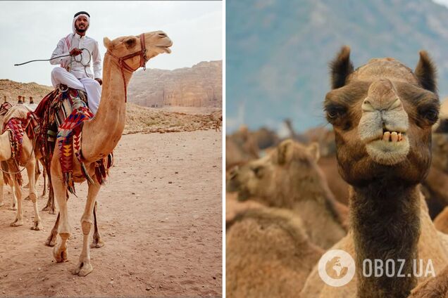 40 верблюдів зняли з конкурсу краси у Саудівській Аравії через ботокс. Деталі скандалу