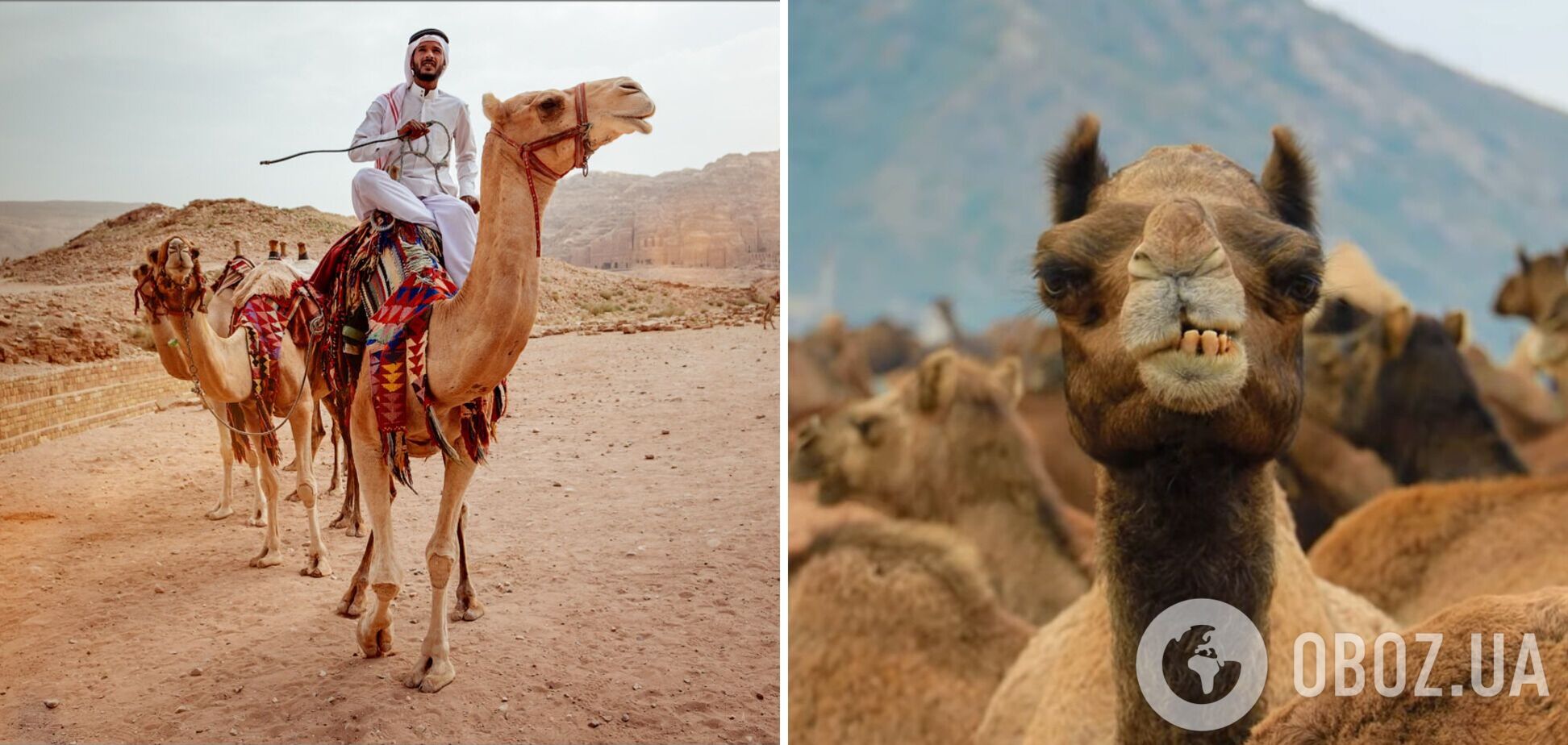 40 верблюдов сняли с конкурса красоты в Саудовской Аравии из-за ботокса. Детали скандала