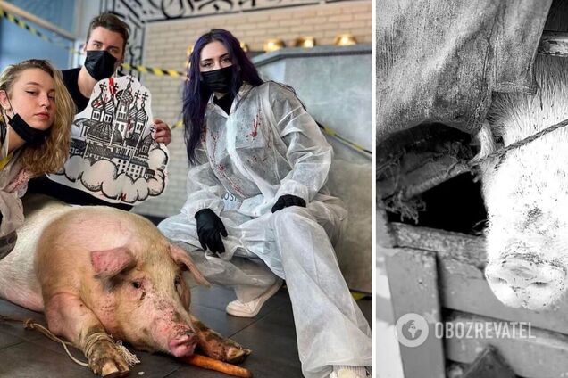 В Киеве разгорелся скандал вокруг тату для свиньи: что произошло на самом деле. Фото и все подробности