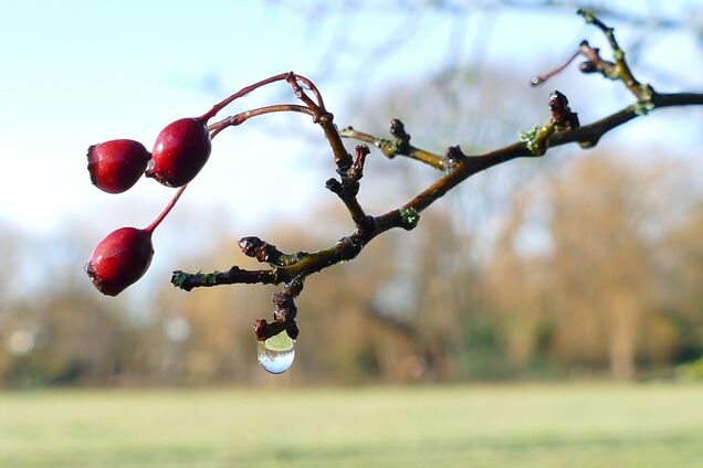 Потепління в Україні