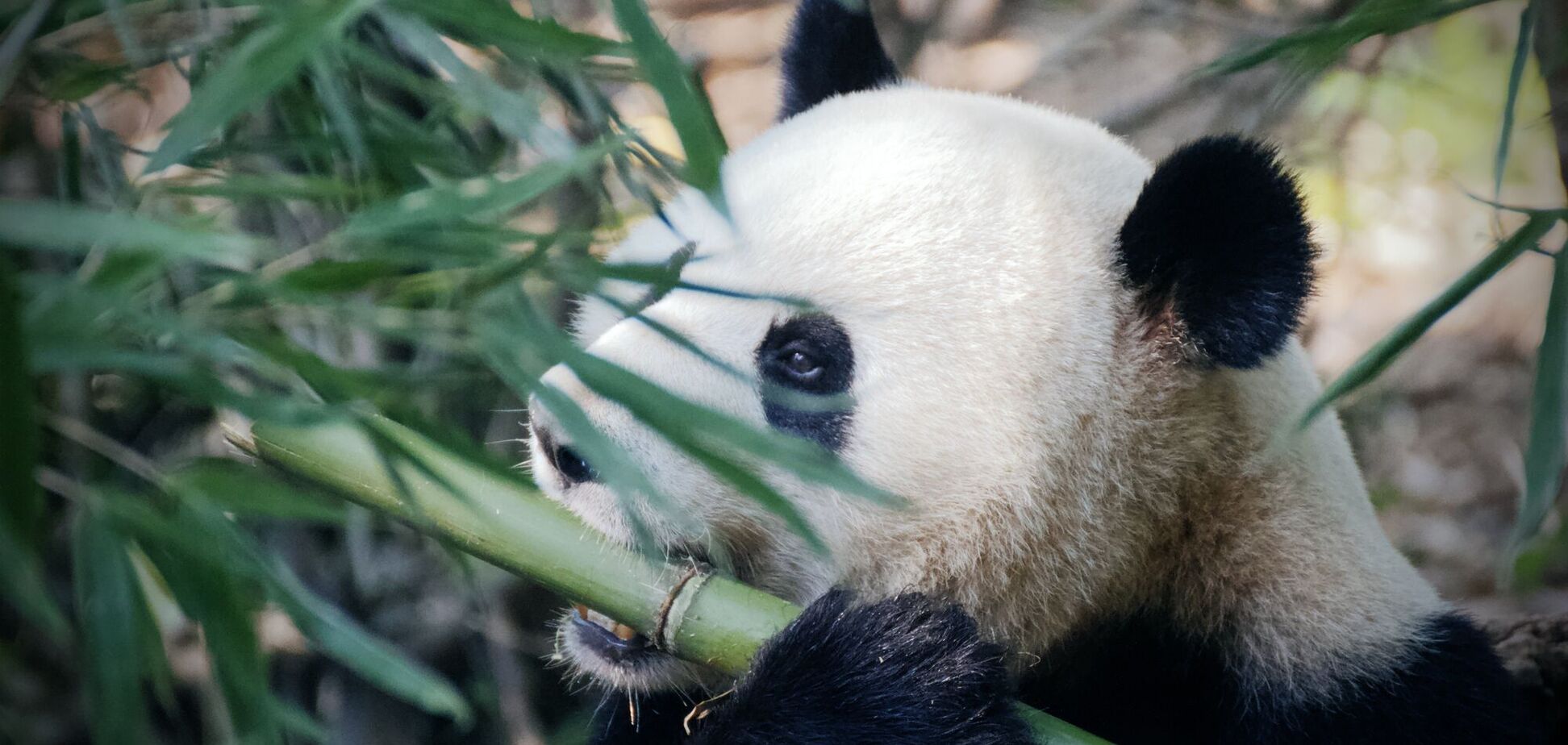 Оптична ілюзія