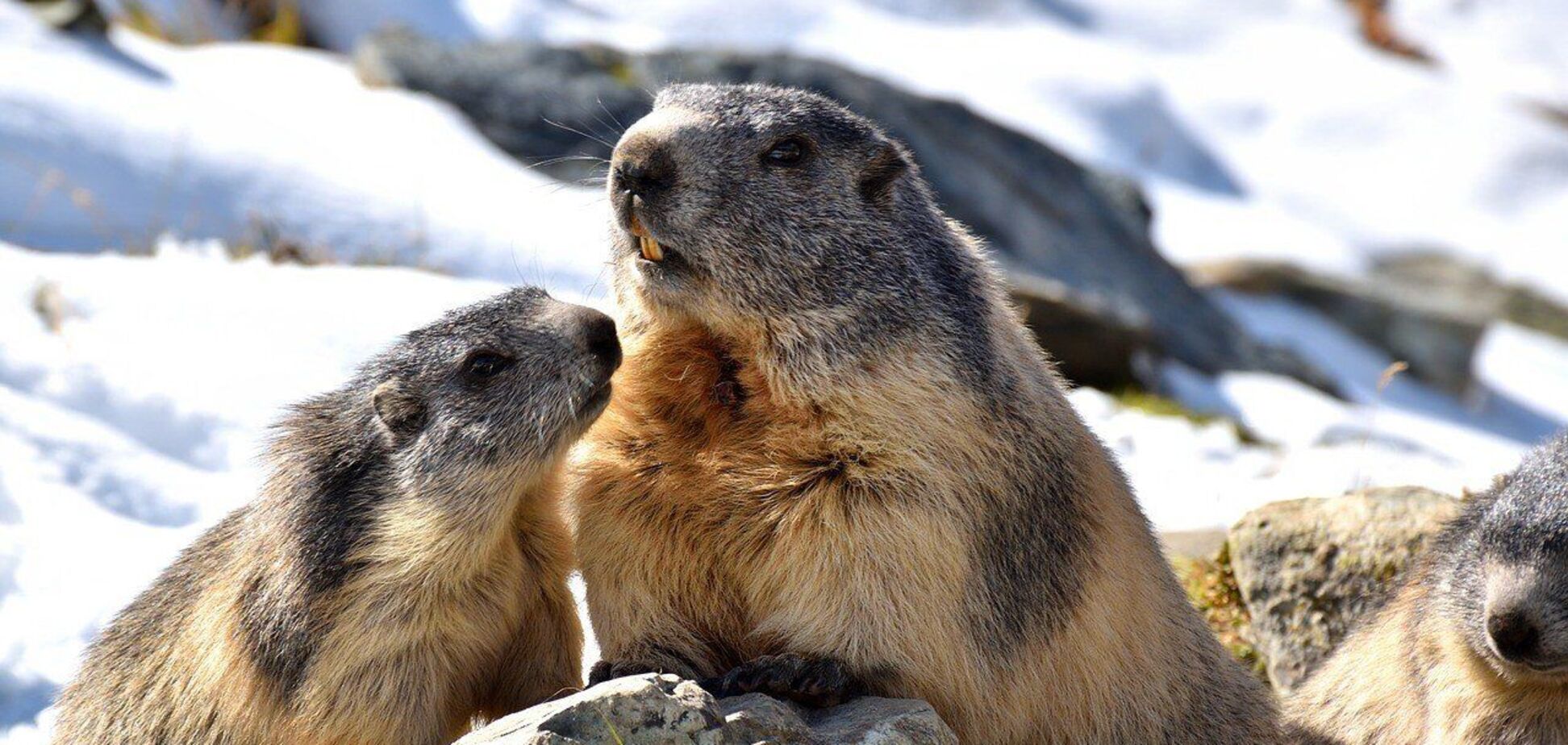 2 февраля: праздники, приметы в Ефимов день и именинники