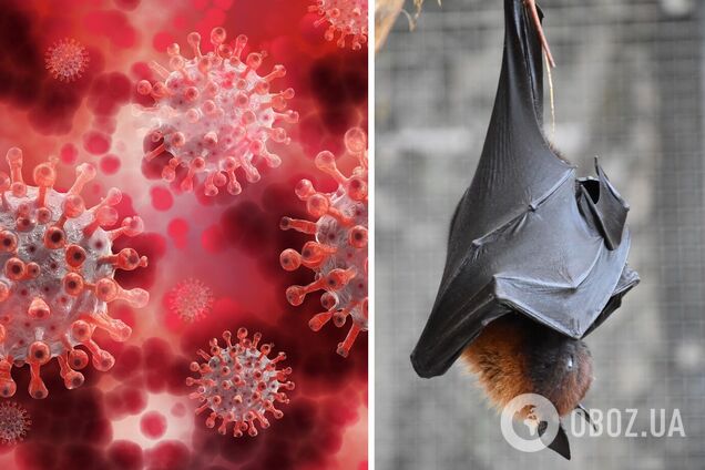 Летучая мышь и коронавирус