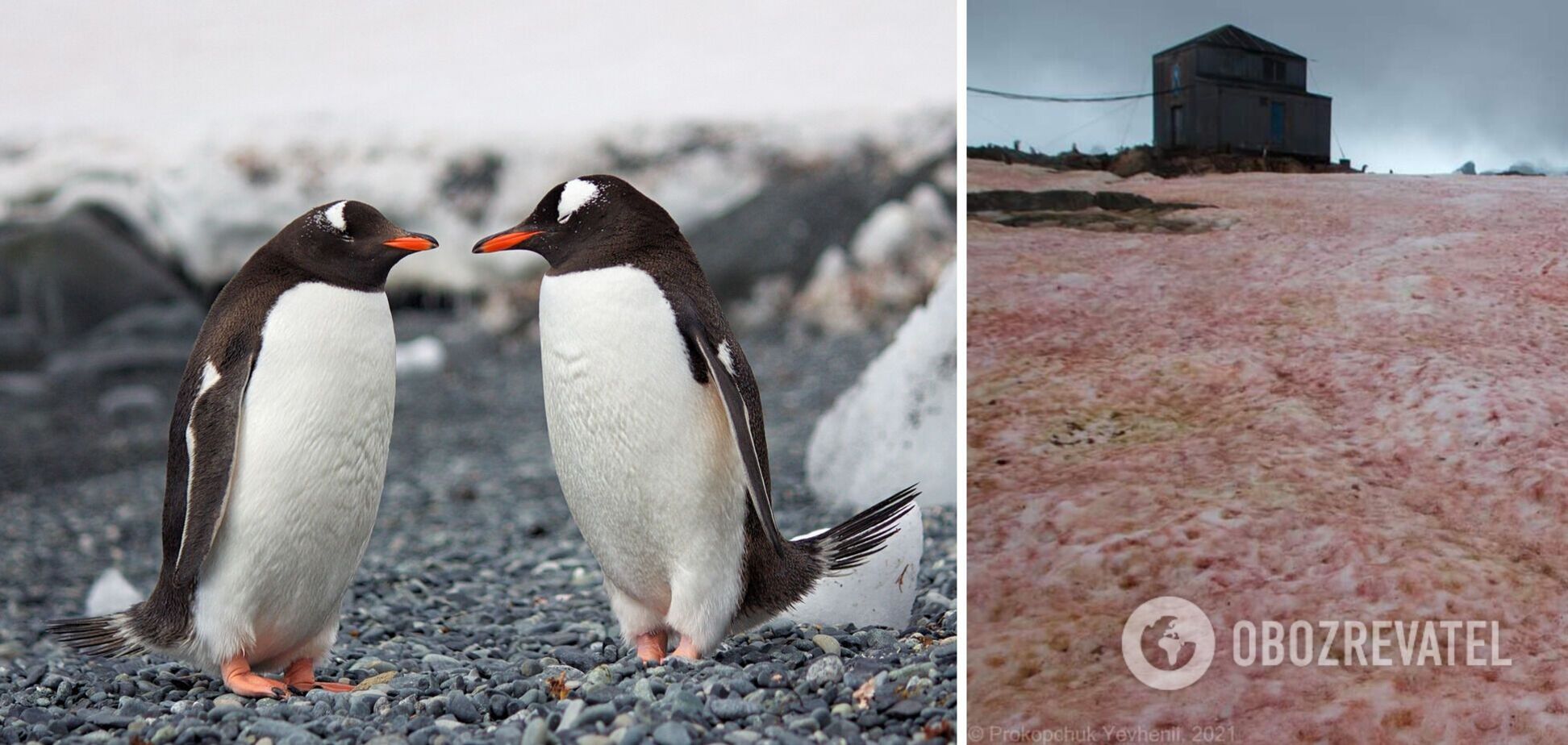 Цветение снега в Антарктиде