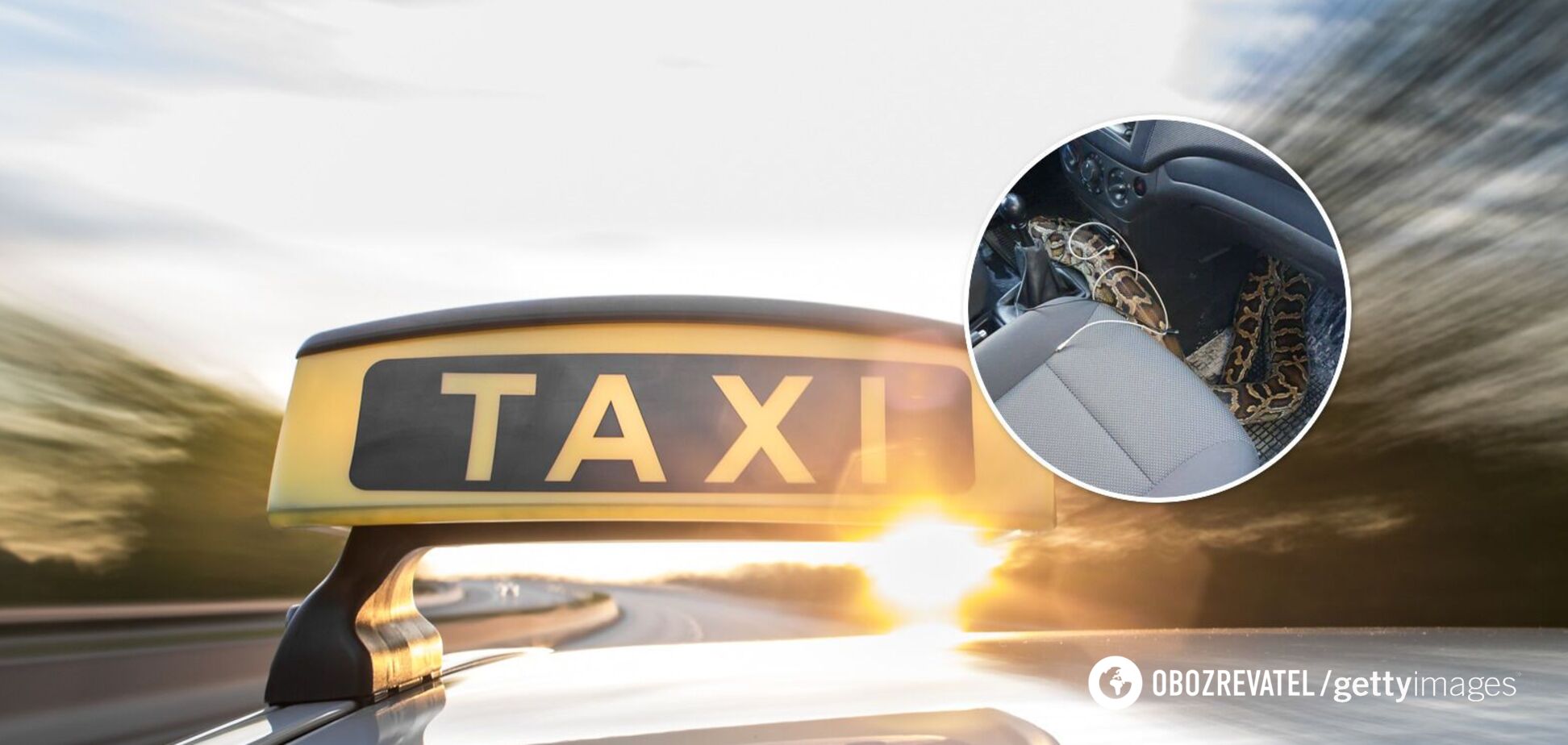 В Харькове из сумки, которую доставлял таксист, выползла огромная змея. Фото