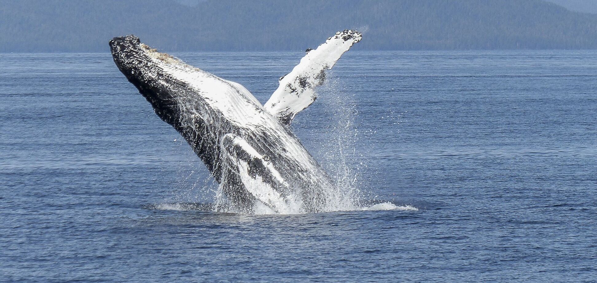 За одну секунду киты вдыхают около 2 тысяч литров воздуха