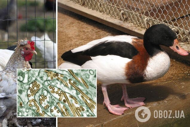 Прийнято рішення про введення карантину