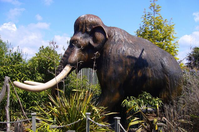 Відкритий мамонт належав до раніше невідомої генетичної лінії