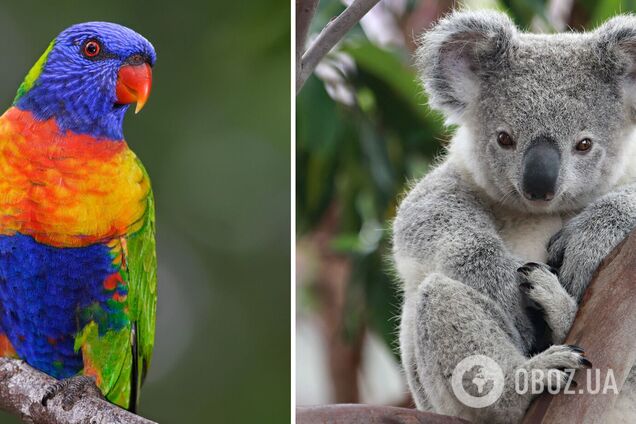 Попугай и коала