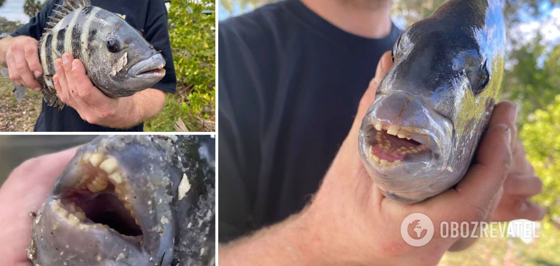 Риба-'вівчарка'