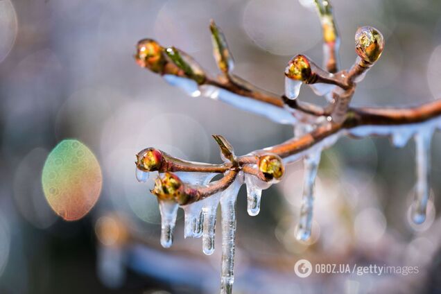 В Україну йде тепло: у Гідрометцентрі розповіли про 'перші дзвіночки весни'
