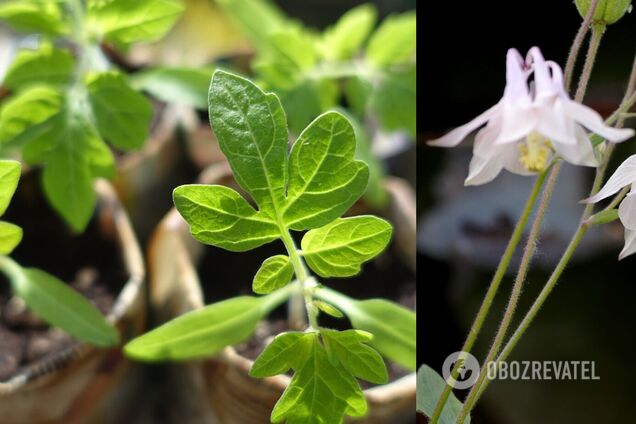 В марте начинается подготовка к дачному сезону