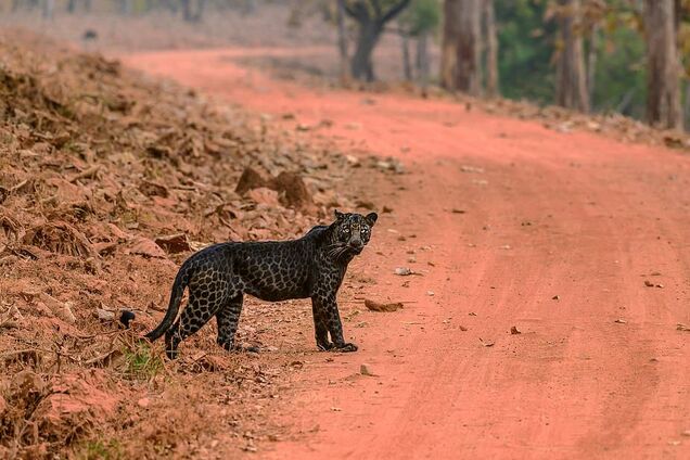 Дуже рідкісного чорного леопарда зняли на полюванні за оленем. Фото та відео